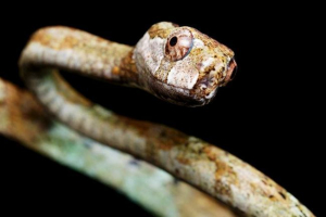 Більшовика уліткое - змії-їтельного молюсків Більшовика уліткое - змії-їтельного молюсків